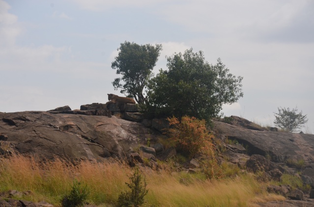 A pride of lions relaxing on a rock, Maasai Mara, Narok, Kenya.