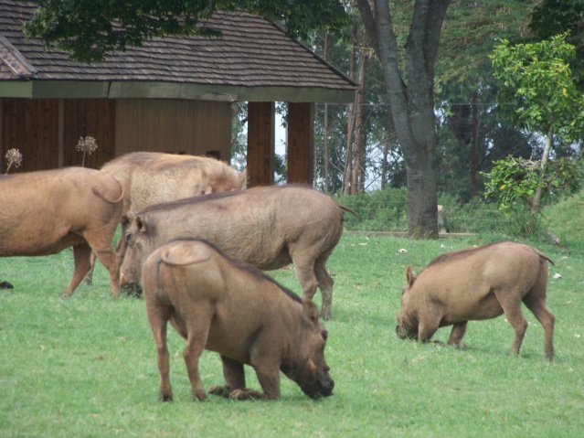 Warthogs grazing outside the gate at Nairobi National Park.
